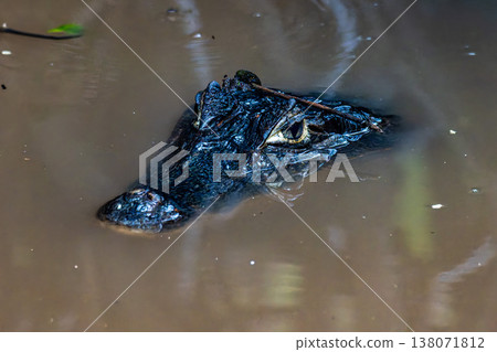 Yacare caiman in the brazilian jungle at Ilha das Canarias in Brazil. Delta do Parnaiba. Yacare caiman in the brazilian jungle at Ilha das Canarias in Brazil. Delta do Parnaiba. 138071812