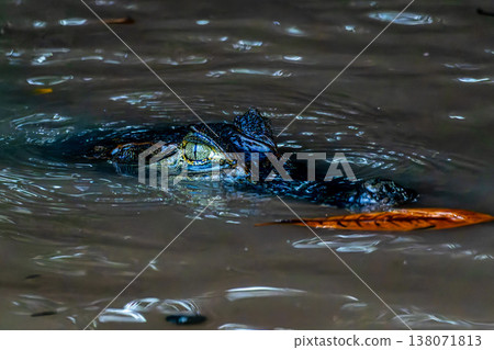Yacare caiman in the brazilian jungle at Ilha das Canarias in Brazil. Delta do Parnaiba. Yacare caiman in the brazilian jungle at Ilha das Canarias in Brazil. Delta do Parnaiba. 138071813