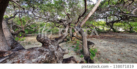 The world's largest cashew tree with many branches at Natal, Rio Grande do Norte, Brazil. The world's largest cashew tree with many branches at Natal, Rio Grande do Norte, Brazil. 138071819