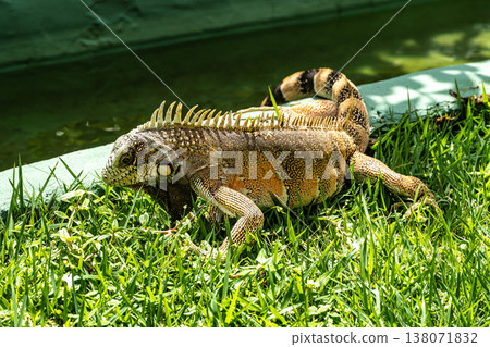 The Green Iguana, Iguana iguana, is a large species of lizard native to Central and South America. 138071832