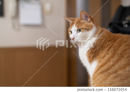 Cute staring cat brown tabby and white Cute staring cat brown tabby and white 138072054