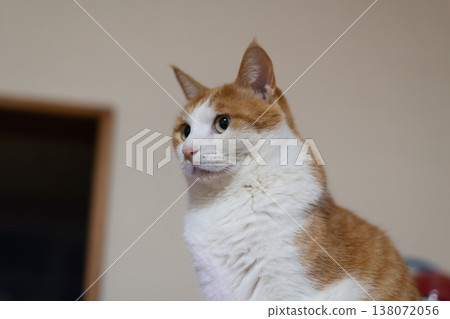 Cute staring cat brown tabby and white Cute staring cat brown tabby and white 138072056