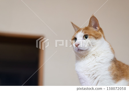 Cute staring cat brown tabby and white Cute staring cat brown tabby and white 138072058