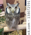 Alert Owl on Perch 138072591