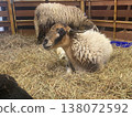 Resting Sheep in Pen 138072592