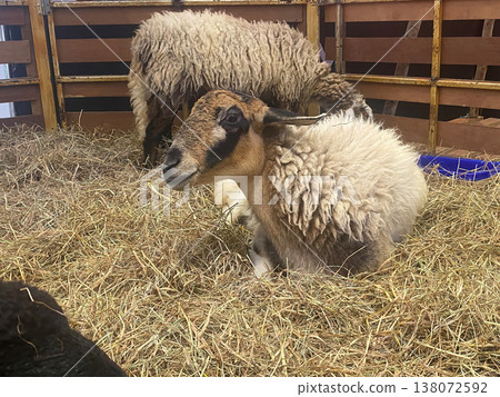 Resting Sheep in Pen 138072592