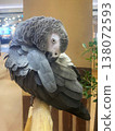 Grey Parrot Preening 138072593