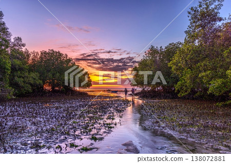 mangrove forest and sunset 138072881