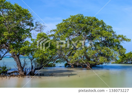 mangrove mangrove 138073227
