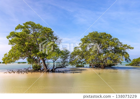 mangrove 138073229