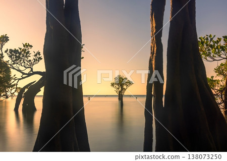 Mangrove tree 138073250