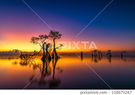 Mangrove tree  138073267