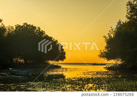 Mangrove tree  138073268