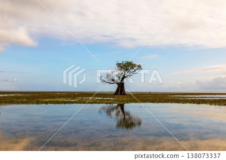 mangrove tree 138073337