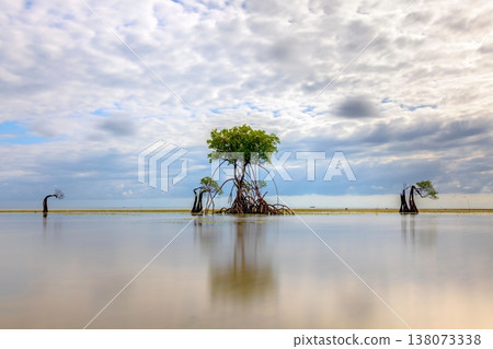 mangrove tree mangrove tree 138073338