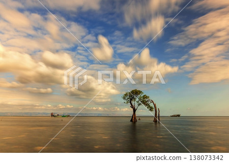 mangrove tree mangrove tree 138073342