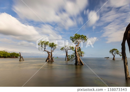 mangrove tree mangrove tree 138073343