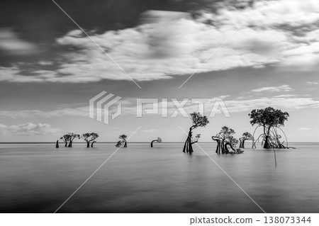 mangrove tree mangrove tree 138073344