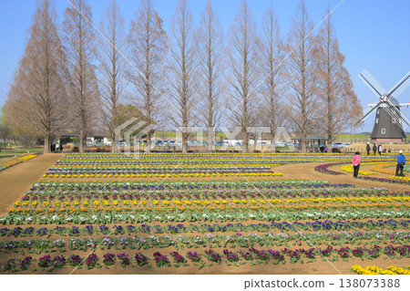 A landscape featuring a poppy field and a windmill, Chiba Prefecture, Akebonoyama Park 138073388