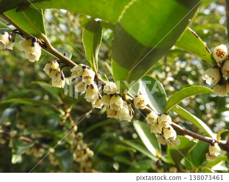 The flowers of the Hisakaki tree bloom in early spring. 138073461