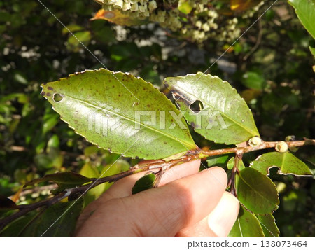 日本柞桐(Eurya japonica)的葉子,它是山茶科植物。 日本柞桐(Eurya japonica)的葉子,它是山茶科植物。 138073464