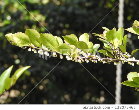 The flowers of the Hisakaki tree bloom in early spring. 138073465