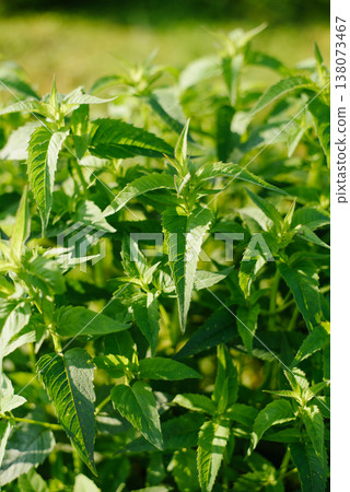 Vibrant Green Leaves of Monarda Bergamot Plant in Garden 138073467