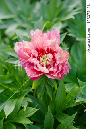 Stunning Itoh Peony Hillary with Pink and Apricot Petals in Garden 138073468