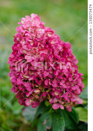 Pinky Promise Hydrangea Blossom with Deep Pink Tints Pinky Promise Hydrangea Blossom with Deep Pink Tints 138073474