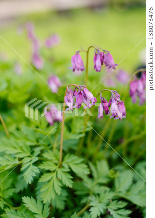 Purple Fern Leaf Bleeding Heart Flowers in Spring Purple Fern Leaf Bleeding Heart Flowers in Spring 138073476