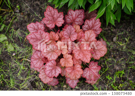 Heuchera Georgian Peach Perennial Plant with Pink Leaves Heuchera Georgian Peach Perennial Plant with Pink Leaves 138073480