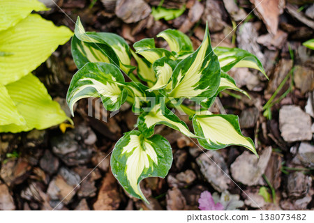 Young Hosta Whirlwind Perennial Plant Growing on Bark Mulch in Garden 138073482