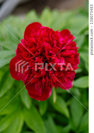 Lush Red Charm Peony Blossom with Deep Red Petals 138073483