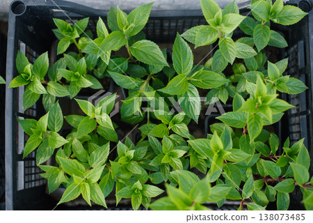 Young Green Hydrangea Seedlings in Black Plastic Box Young Green Hydrangea Seedlings in Black Plastic Box 138073485
