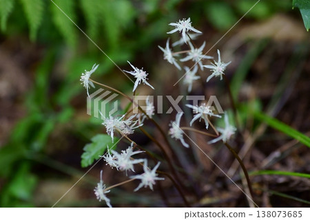 Coptis japonica in clusters Coptis japonica in clusters 138073685
