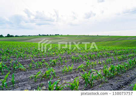 Young corn plants growing in rows across a fertile farm field under a cloudy sky, symbolizing agricultural development, food production, and sustainable farming practices 138073757
