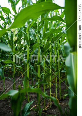 Healthy green corn plants growing from fertile dark soil in a vast agricultural field, depicting sustainable farming, a bountiful harvest, and nature's abundance 138073759