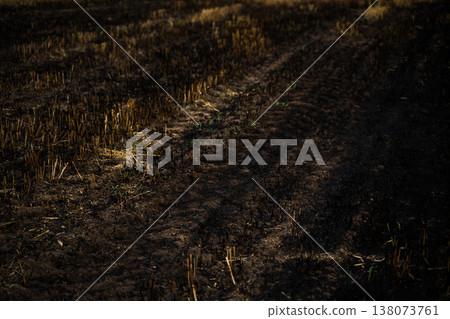 Burnt agricultural field showing dark scorched earth after harvest, with remnants of crop stubble, tire tracks, and emerging green shoots symbolizing destruction and new growth Burnt agricultural field showing dark scorched earth after harvest, with remnants of crop stubble, tire tracks, and emerging green shoots symbolizing destruction and new growth 138073761