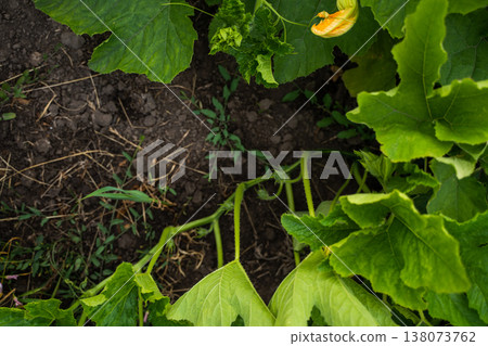 Green pumpkin plant growing in garden soil, with vibrant leaves and yellow blossom, signifying new growth, healthy agriculture, and organic food production Green pumpkin plant growing in garden soil, with vibrant leaves and yellow blossom, signifying new growth, healthy agriculture, and organic food production 138073762