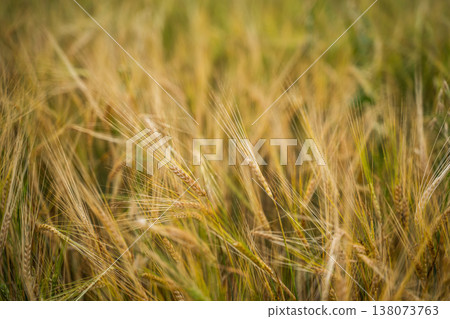 Golden wheat field showing ripening cereal crops ready for harvest, symbolizing abundance, food production, sustainable agriculture, and natural beauty 138073763