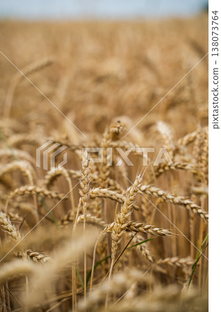 Golden wheat ears stand tall in a vast field, depicting the richness of cereal crops, the agricultural process, and the promise of a bountiful harvest Golden wheat ears stand tall in a vast field, depicting the richness of cereal crops, the agricultural process, and the promise of a bountiful harvest 138073764
