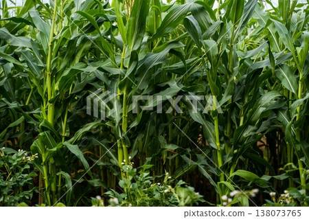 Green cornfield showing healthy maize plants growing tall in agricultural land, symbolizing abundance, sustainability, and harvest season in a rural environment 138073765