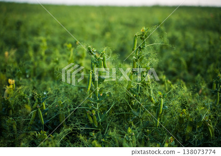 Green snap peas growing on vibrant organic farm field 138073774