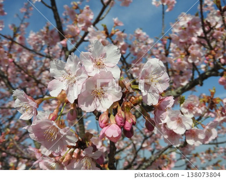 Kawazu cherry blossoms bloom a little earlier than Somei Yoshino cherry blossoms. Kawazu cherry blossoms bloom a little earlier than Somei Yoshino cherry blossoms. 138073804