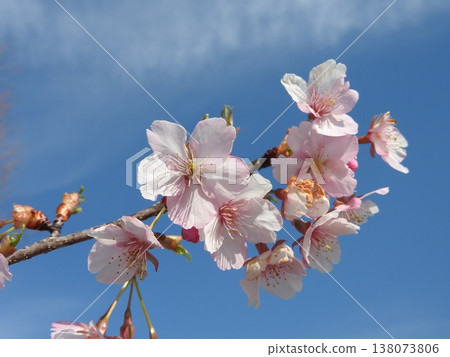 Kawazu cherry blossoms bloom a little earlier than Somei Yoshino cherry blossoms. Kawazu cherry blossoms bloom a little earlier than Somei Yoshino cherry blossoms. 138073806