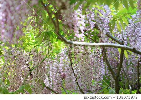 紫藤花的景觀 138073972