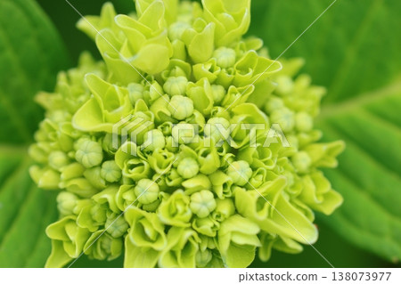 繡球花盛開在雨季的清除 繡球花盛開在雨季的清除 138073977