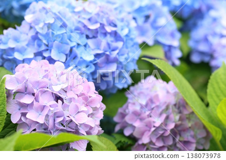 繡球花盛開在雨季的清除 繡球花盛開在雨季的清除 138073978