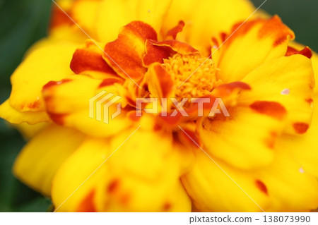 Yellow flower Yellow flower 138073990