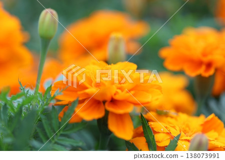 Colorful marigold flowers Colorful marigold flowers 138073991
